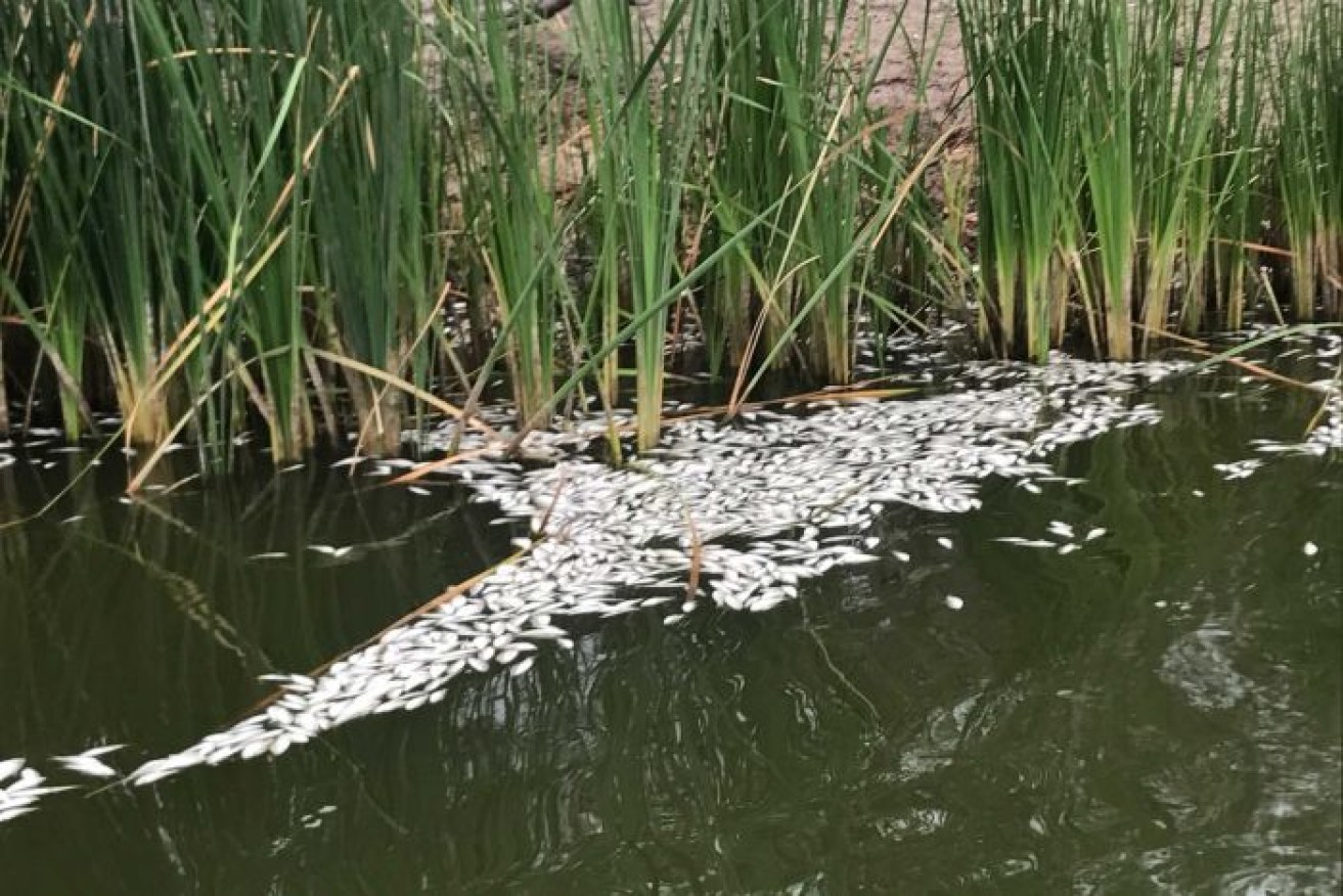 Small bony bream are the latest victims to the algae bloom on the Darling River.  