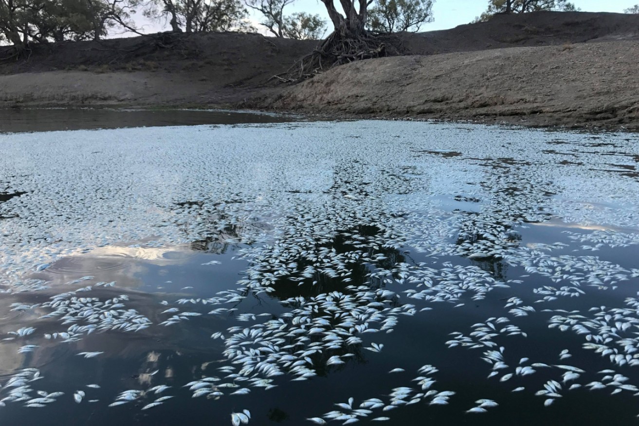 Masses of dead fish in the Menindee weir pool. Scientists are designing a similar fate for sperm. 