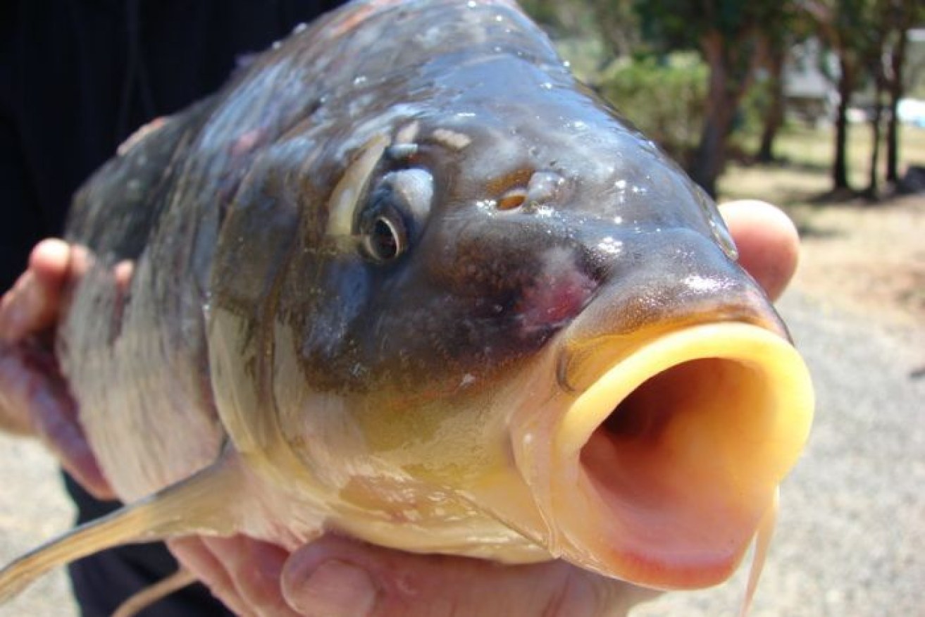 Carp have been described as "destructive" and are edging out native species.  