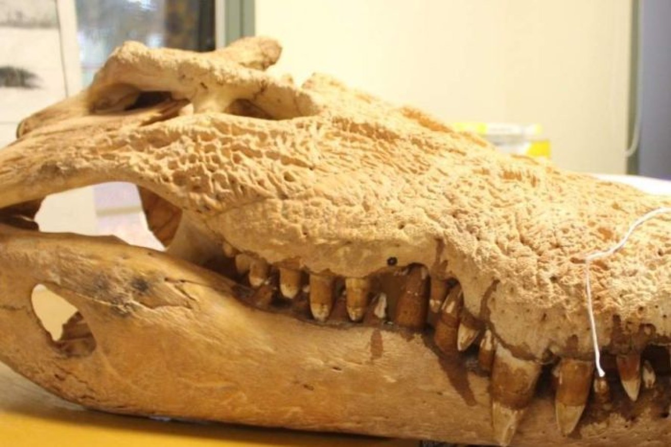 This 42-kilogram crocodile skull was stolen from the Kununurra Historical Society.