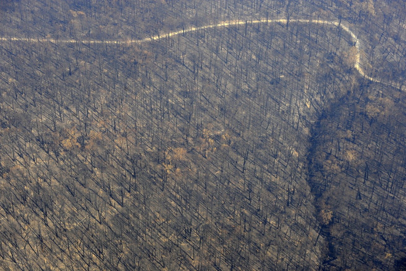 Among the first aerial photographs taken over Marysville several days after the smoke haze cleared.