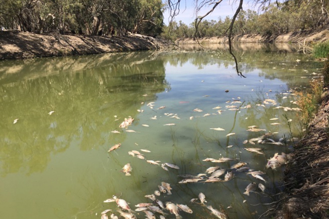 Dead fish in the Darling River at Menindee in January. 