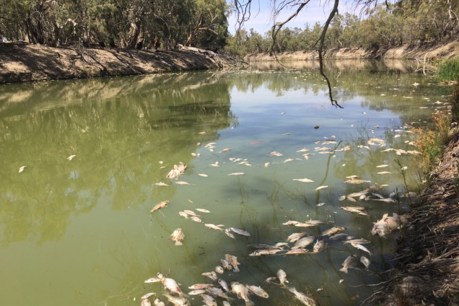 Hands-on rescue mission for Murray cod ahead of Deputy PM&#8217;s visit