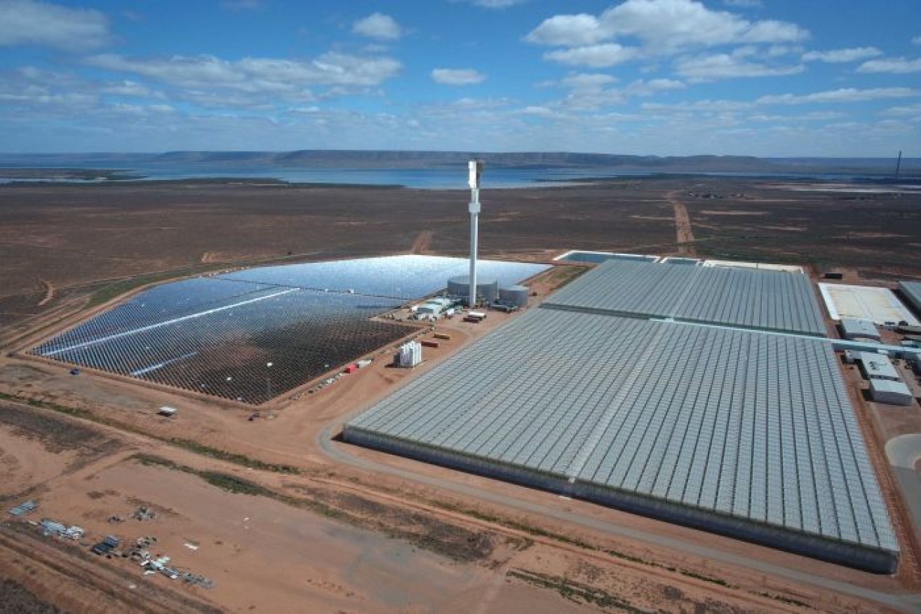 Sundrop Farm on the outskirts of Port Augusta uses solar energy to desalinate water and grow tomatoes.