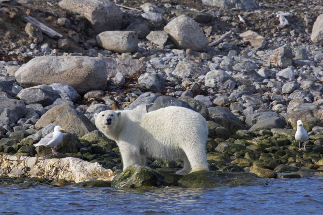 Melting Arctic ice has forced polar bears to move further south - and closer to human settlements - in search of food.