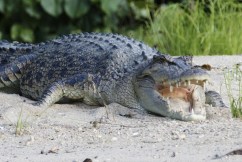 Crocodile Hunter's dad fires up over culling bid