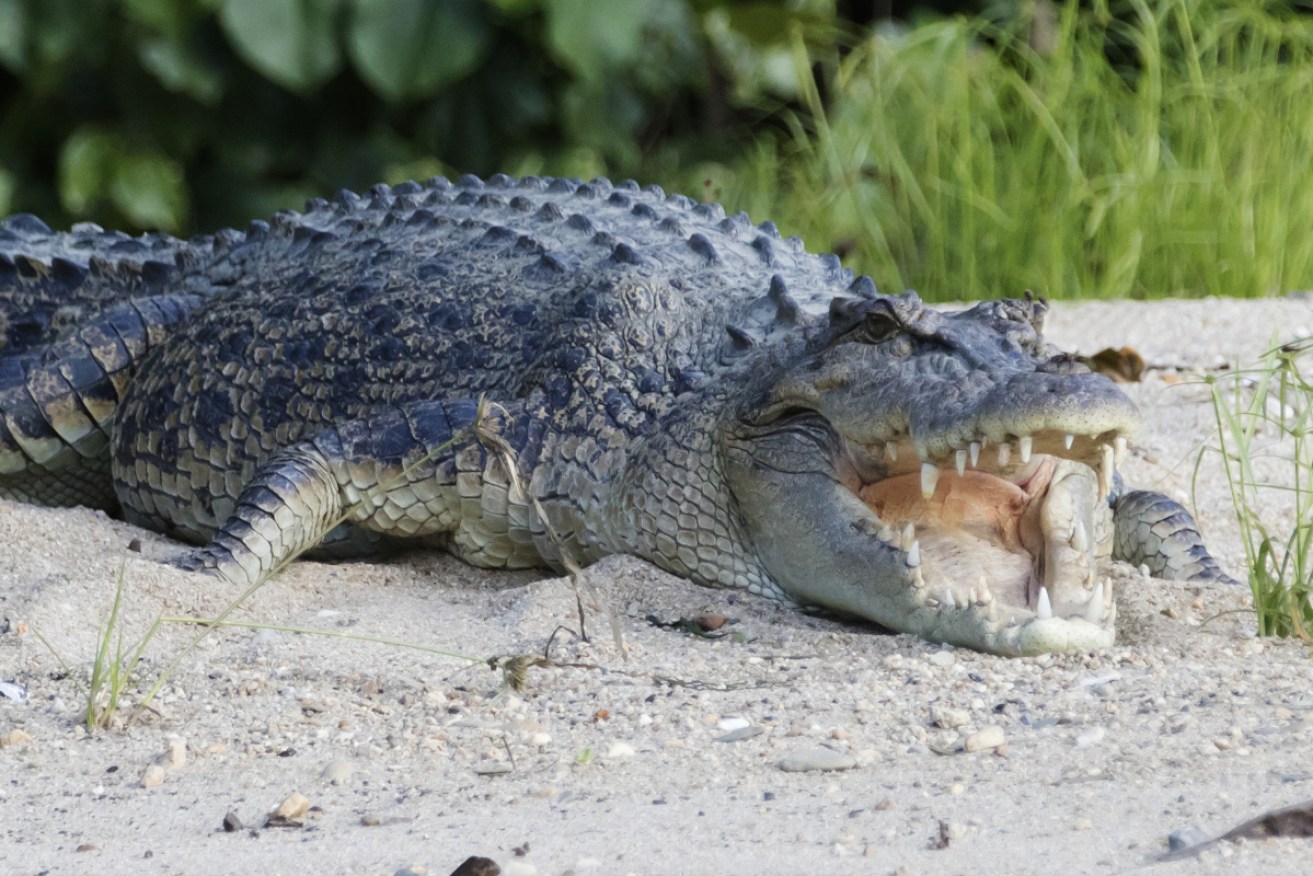 Normally confined to far north Queensland, are crocodiles moving further south?