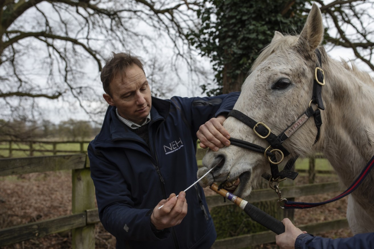 Veterinary clinician Jeremy Allen swabs a polo pony to test for equine influenza on Monday at Newmarket.