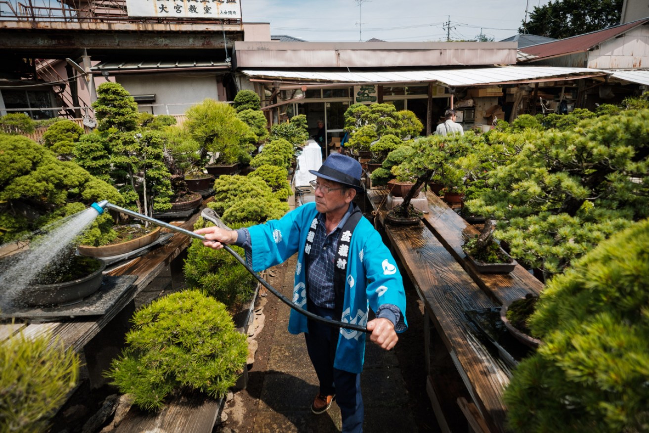 Staff water bonsai plants during the Bonsai Matsuri in May 2018 at Saitama, Japan. 