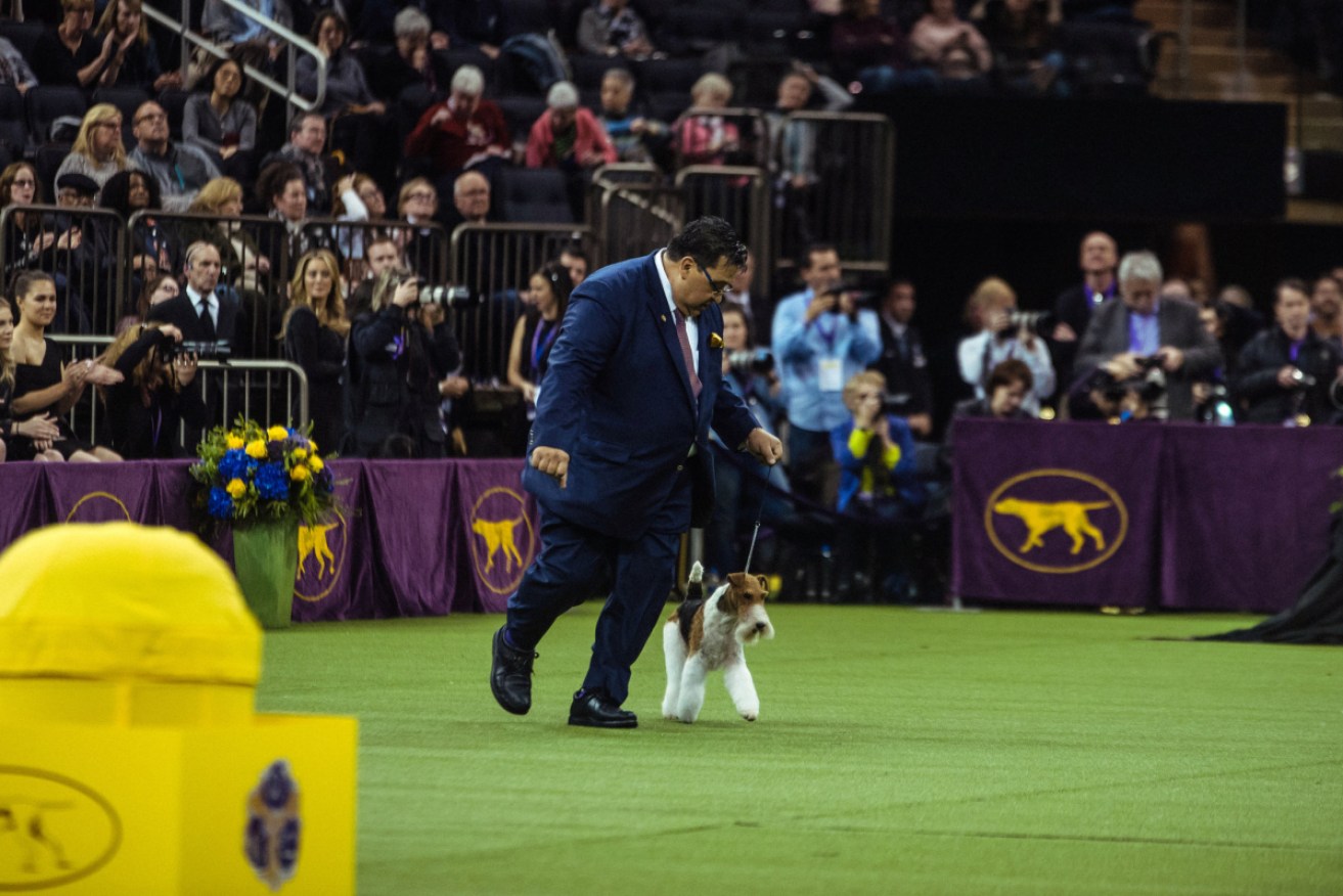 King, a wire fox terrier, was named best in show at the 143rd Westminster Kennel Club Dog Show on Tuesday. 