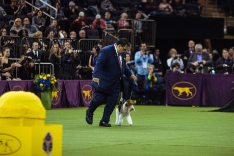 King continues reign of terriers at Westminster Dog Show