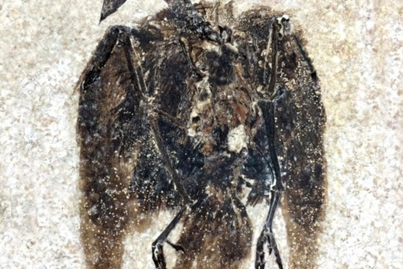 The Wyoming fossil might appear to be flattened like roadkill, but it thrived over a wife range in the semi-temperate world of the Eocene period. Photo: Lance Grande, Field Museum 