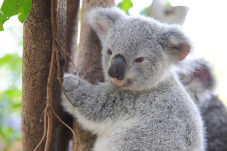 Koala in danger of same fate as Borneo&#8217;s orangutan, WWF warns