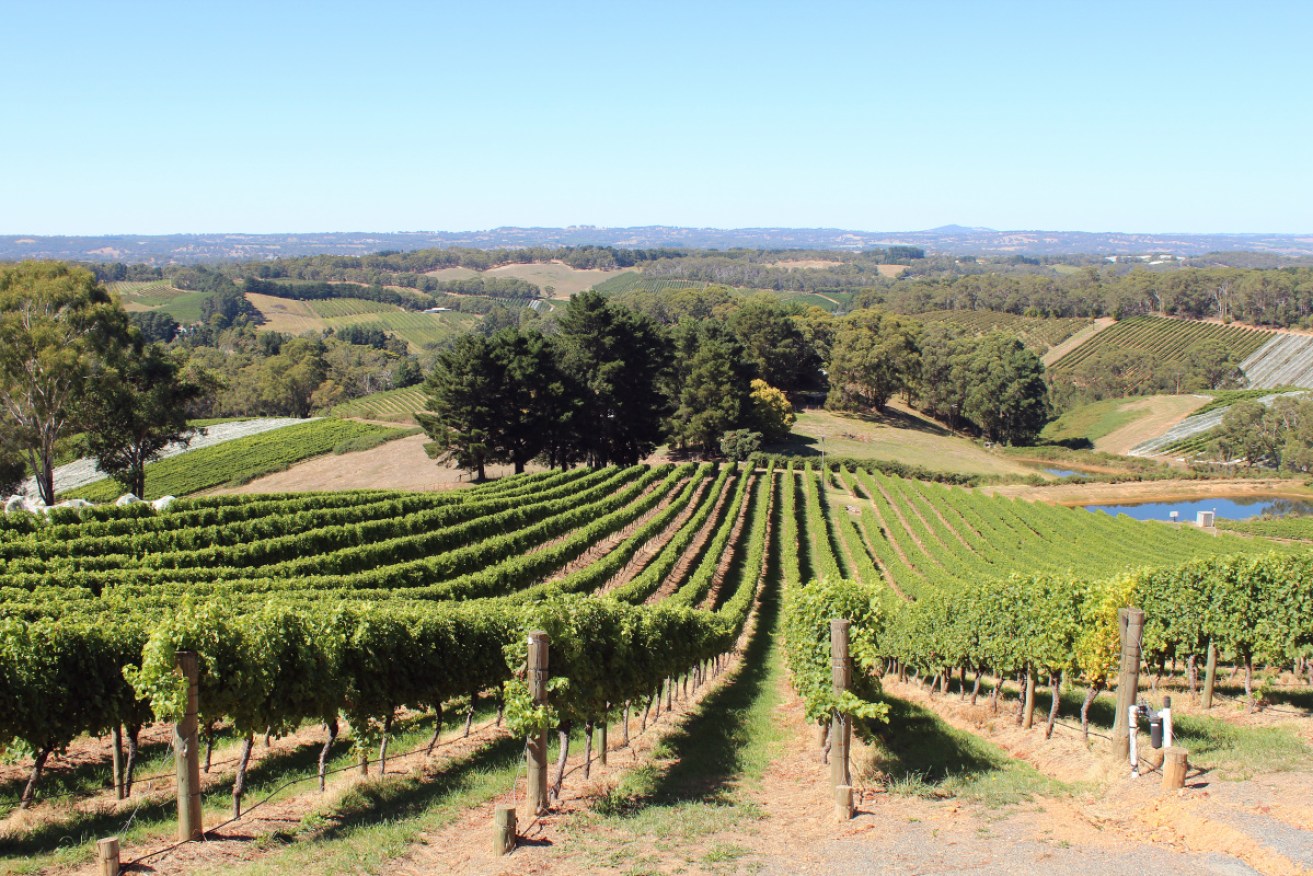 A wine company in NSW's Wentworth region stole just under 365 million litres of water to make wine.