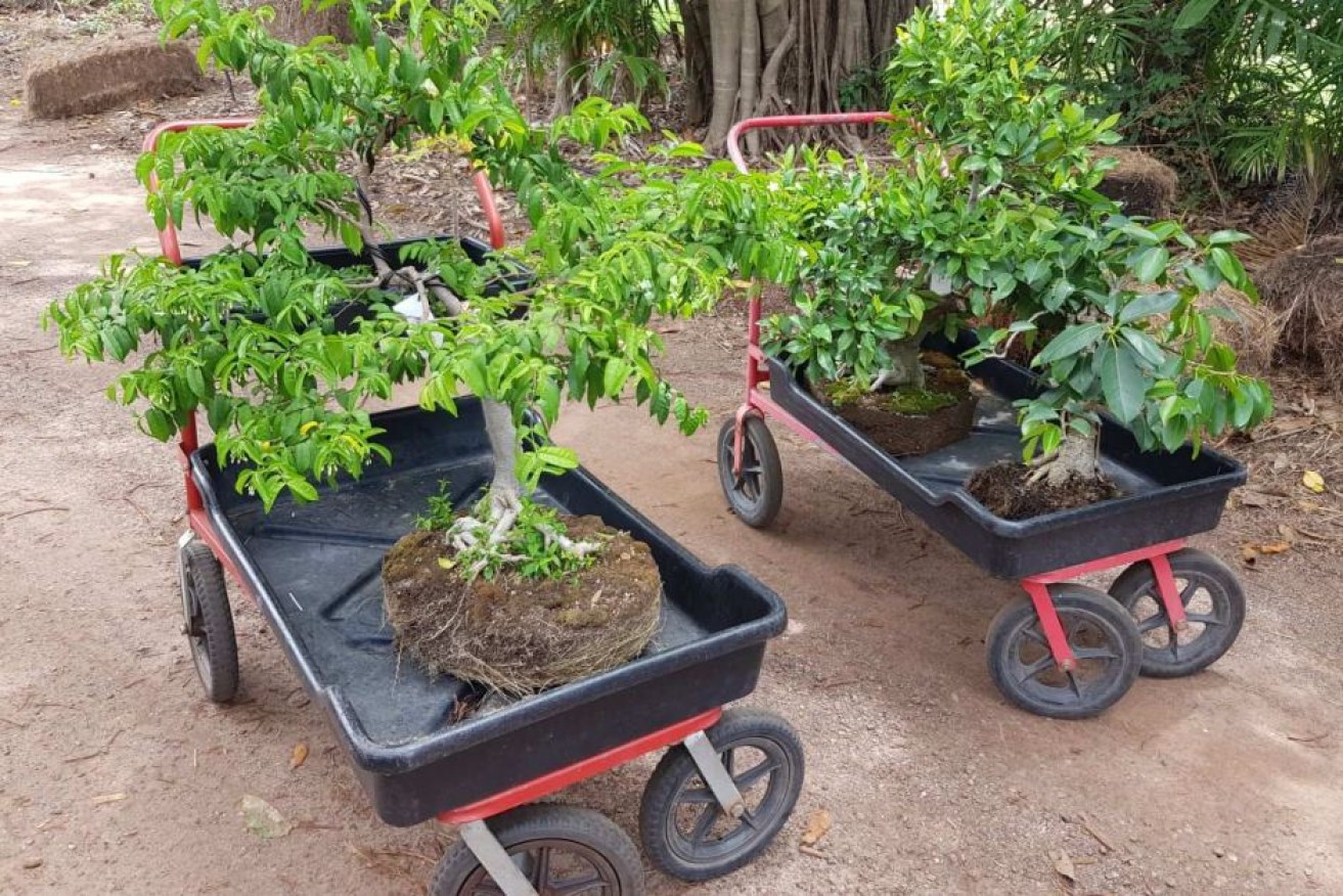Bonsai trees, similar to these pictured, were stolen from a Berrimah nursery.

