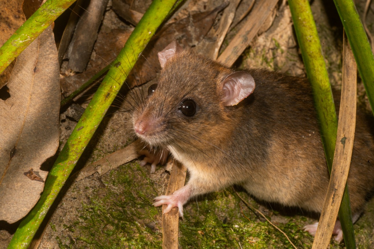 The last sighting of the Bramble Cay melomys is believed to have been in 2009.