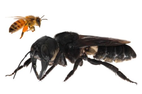 &#8216;The flying bulldog&#8217;: World&#8217;s largest bee not seen for 38 years rediscovered on Indonesian island