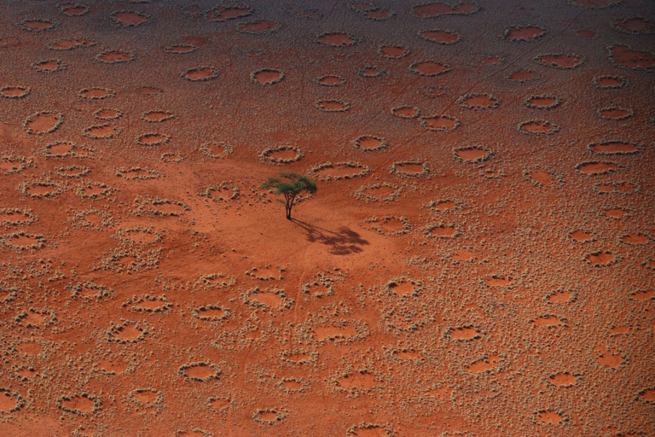 Fairy circles in Namibia have been blamed on dragons, termites, plant warfare and now microbes.  