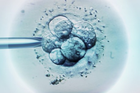 IVF boss resigns after second embryo bungle