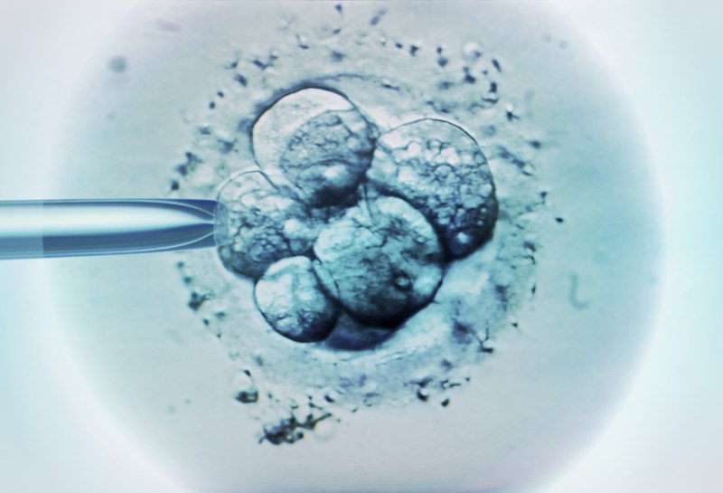 monash ivf