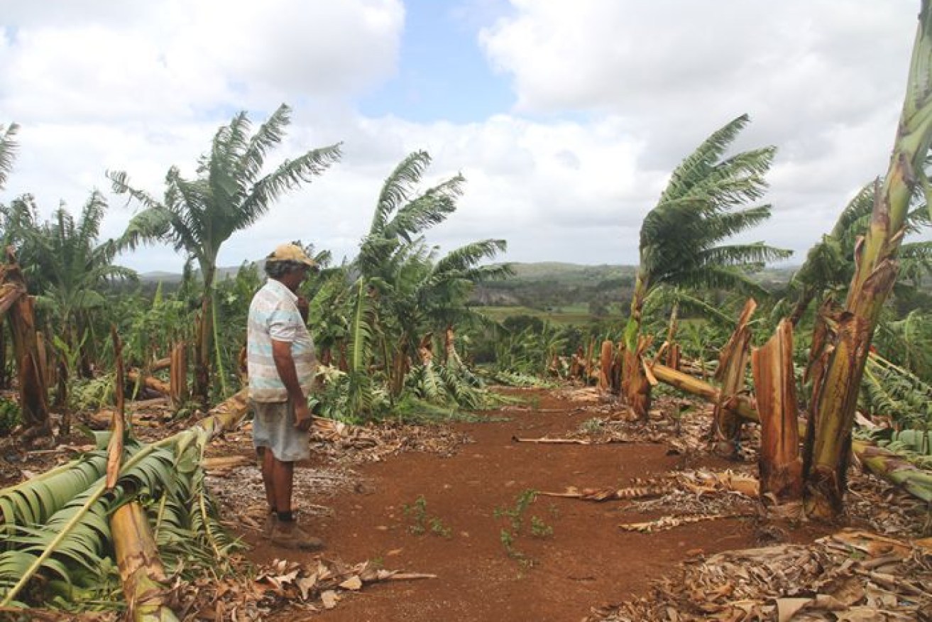 Strong winds ripped through Sarvan Singh's banana plantation in the Tweed Valley. 