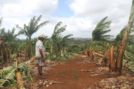 Cudgen banana grower’s crop smashed by ex-Tropical Cyclone Oma