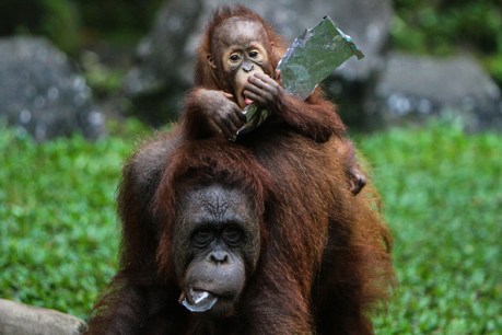 Doubts about palm oil&#8217;s source get Cadbury banned from Victorian zoos