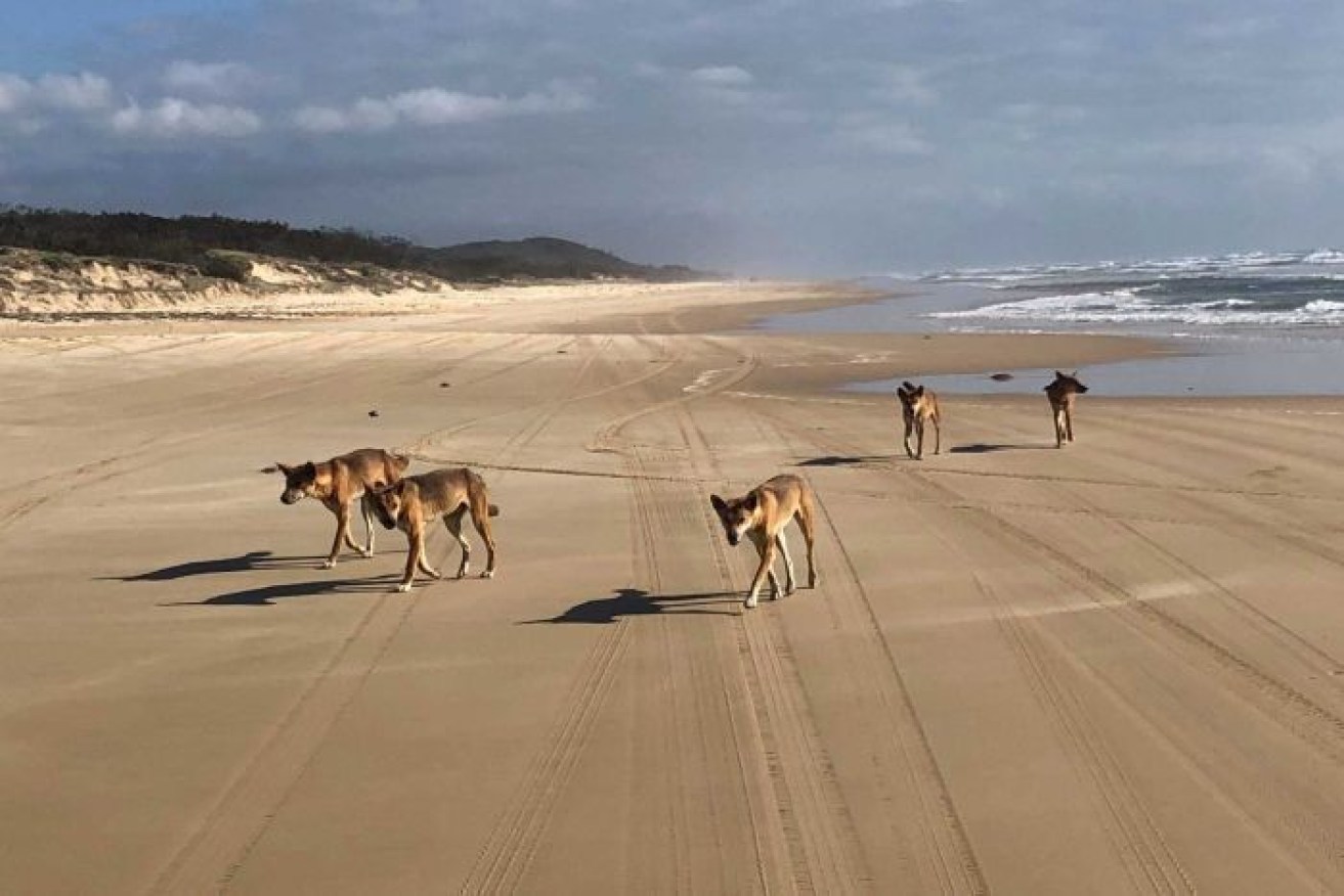 Rangers have warned people to keep their distance from dingos on Fraser Island. 