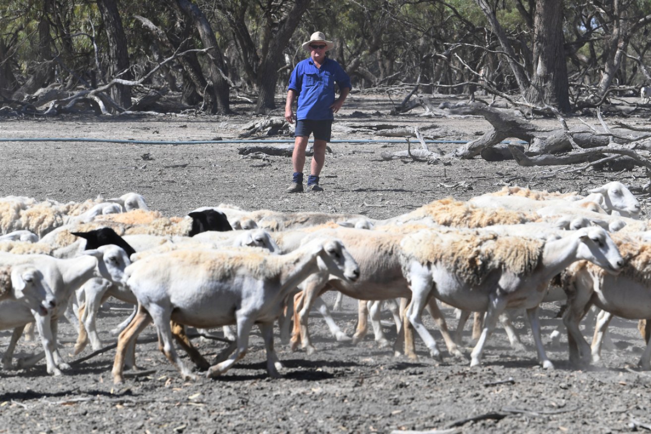 Farmer Wayne Smith watches his sheep on barren grazing land of his property near Pooncarie, NSW, in February.