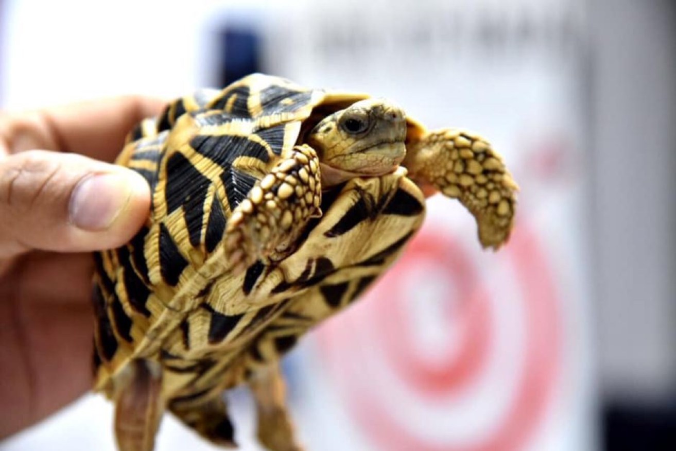The reptiles were found abandoned at the Manila airport.

