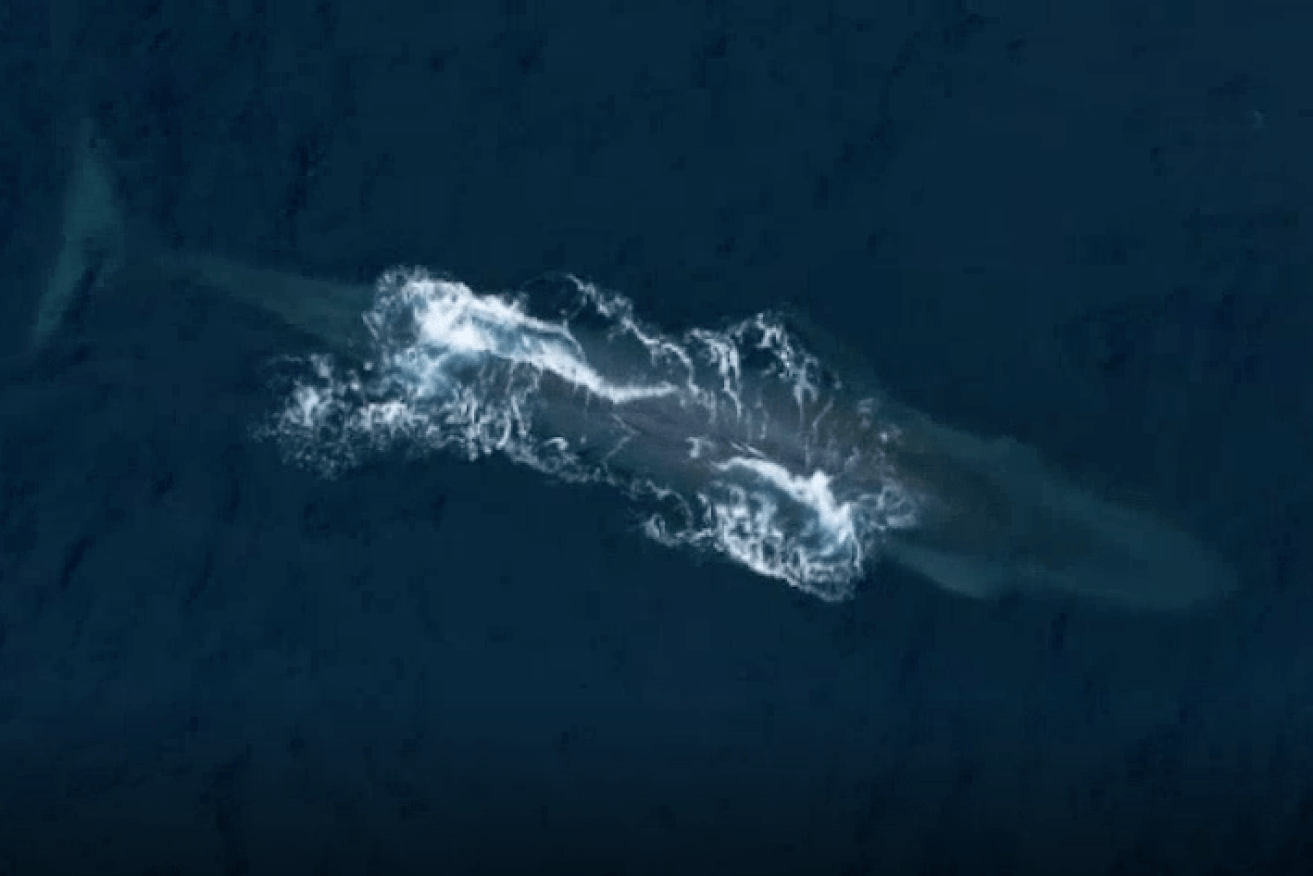 The drone technology has been used to track the Antarctic blue whale.  