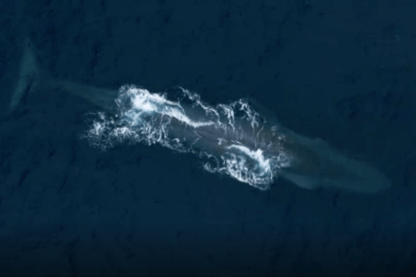 Drone technology gives new snapshot of the endangered Antarctic blue whale