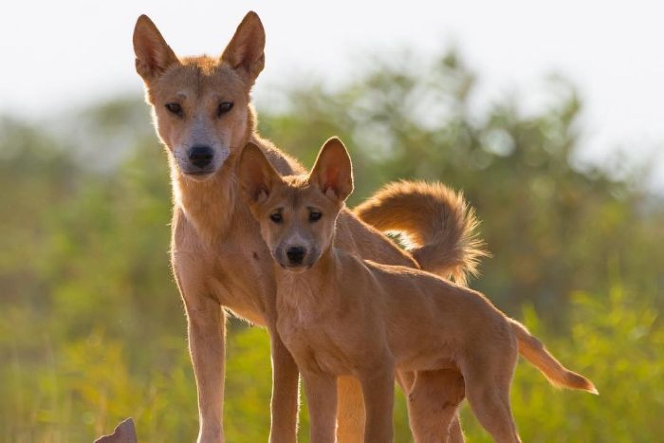 Dingo are unique say researchers who fear culling could harm other species.