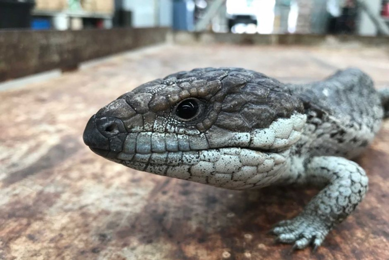 A blue tongue lizard commands a premium price from collectors. Photo: Vic government