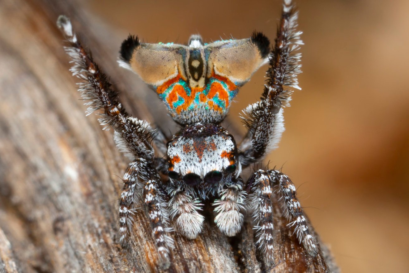 Say hello to Maratus Aquilas, one of three new species of peacock spiders, a kind of jumping spider that hunts like a cat. 