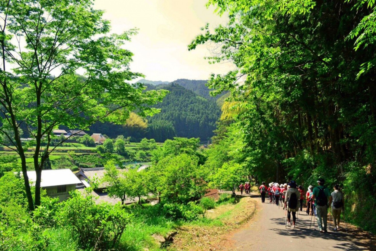 Forest therapy anyone? Countries like Japan are leading the wellness tourism trend.