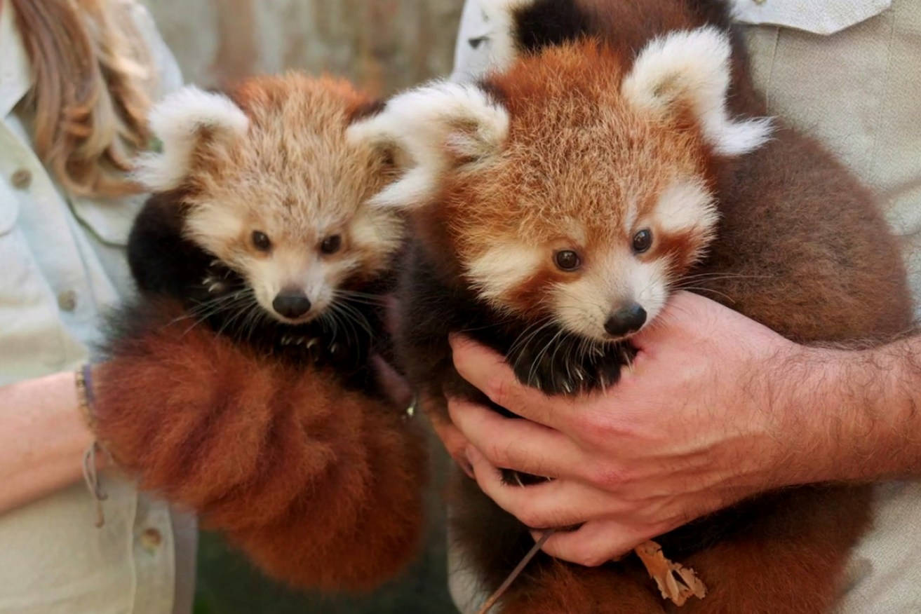 Two of three rare panda cubs born at Sydney's Taronga Zoo on December 7. 