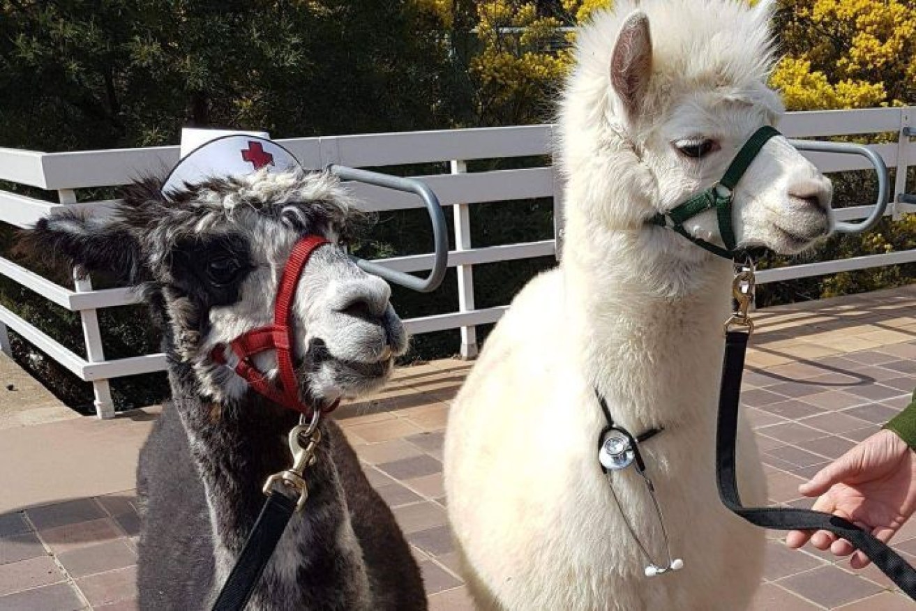 Therapy alpacas Mimosa (left) and Hercules (right) were attacked by a dog in Giralang. 