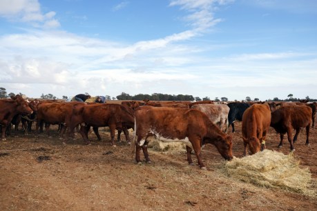 'Make Ag Great Again': US hails win on Aussie beef