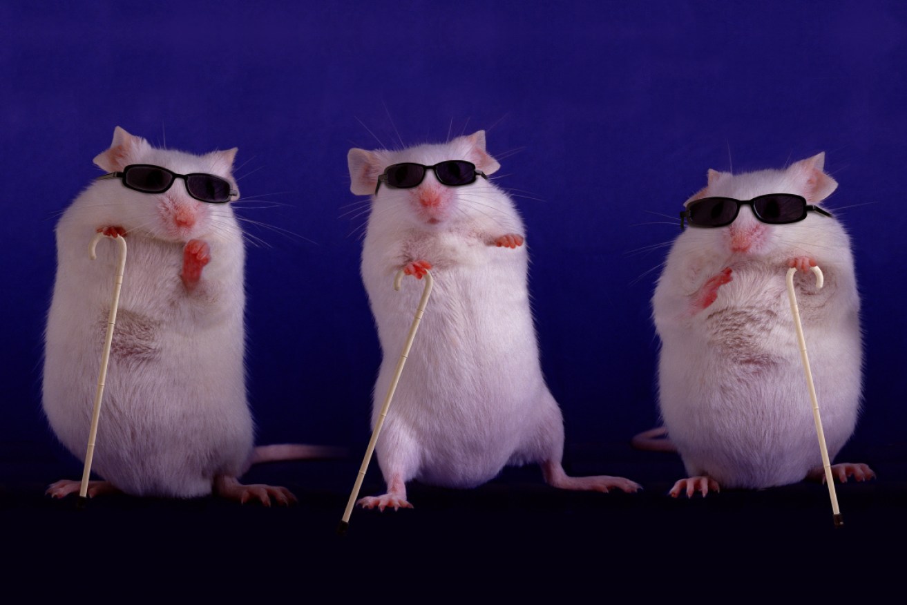 Scientists inserted a gene for a green-light receptor into the eyes of blind mice and, a month later, they were navigating around obstacles as easily as mice with no vision problems. 