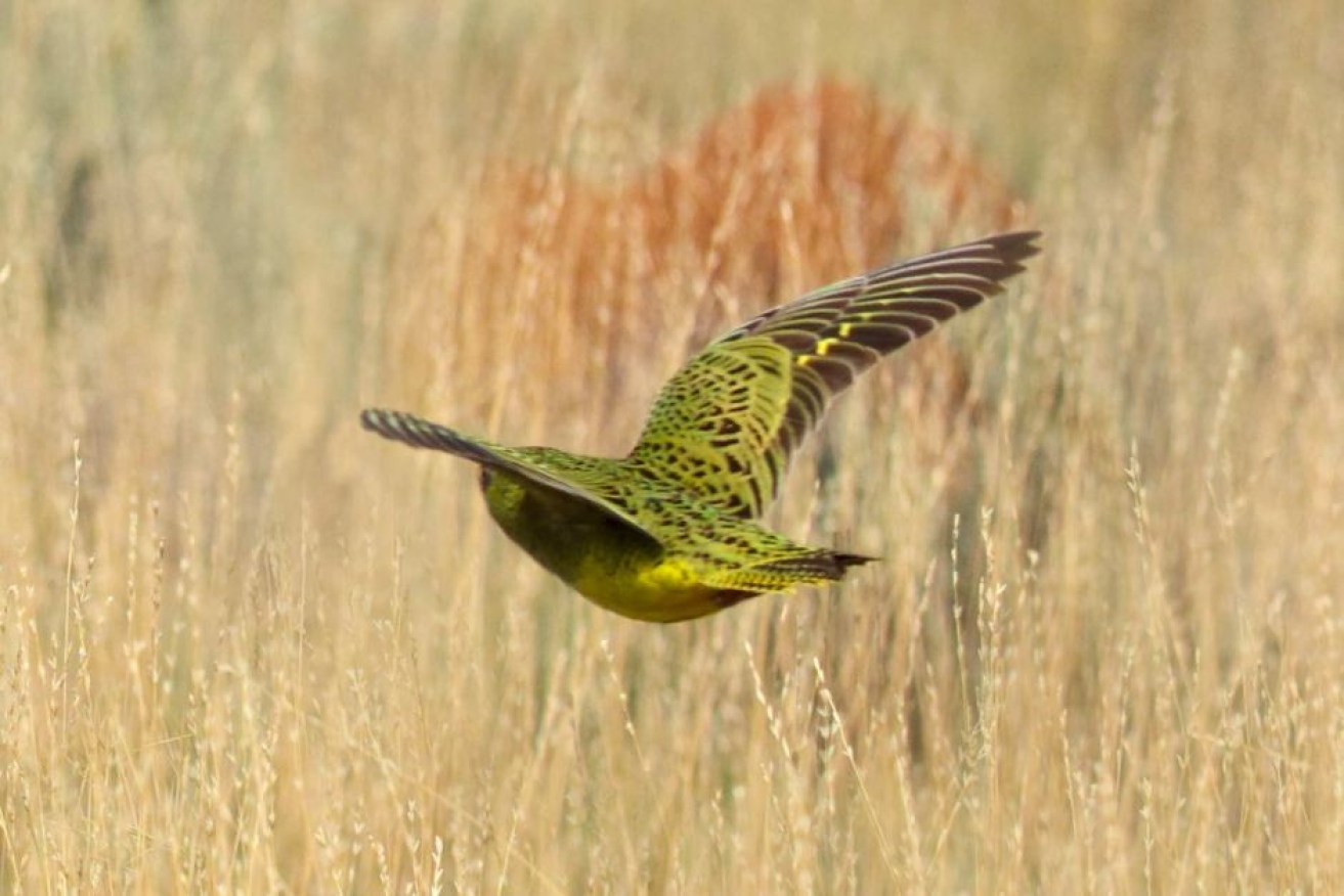 The night parrot was previously thought to be extinct in WA.