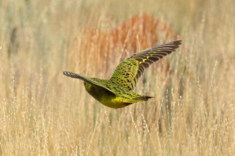 Indigenous knowledge key to night parrot’s survival