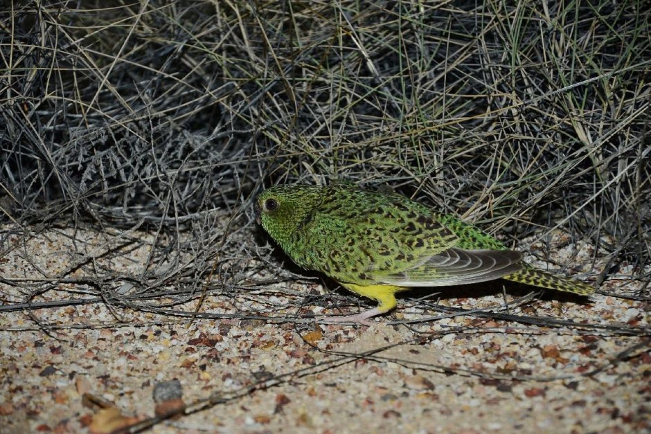 John Young's photo of a night parrot in western Queensland in 2013 has come under scrutiny for the methods employed to capture it.