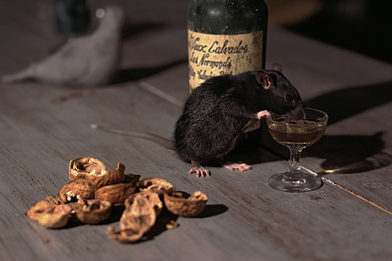 Alcoholic rats lost their taste for booze when lasers targeted a set of neurons that support cravings. 