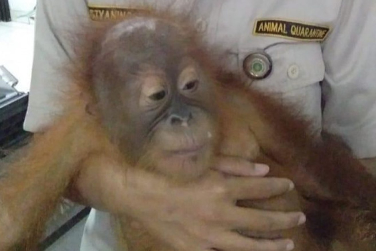 The baby orangutan is seized by officials at the Bali airport.  