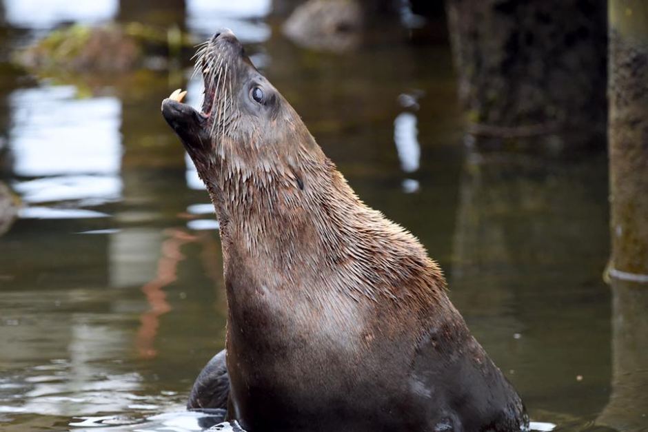 Woman still in hospital after 100kg fur seal bites her ‘to the bone’ at