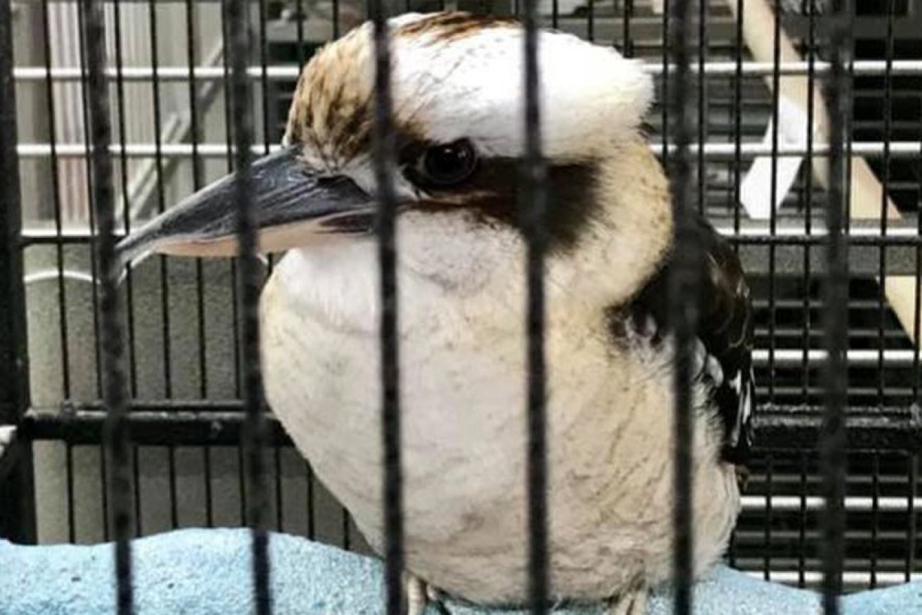 Thunder the Kookaburra is a long way from home in an American pet store in Virginia.