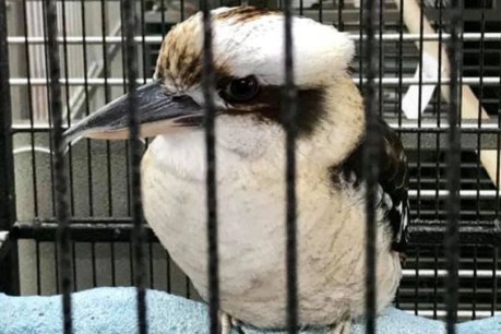 Kookaburra in US pet shop leaves Aussie worried about ‘this little guy’ reared so far from home