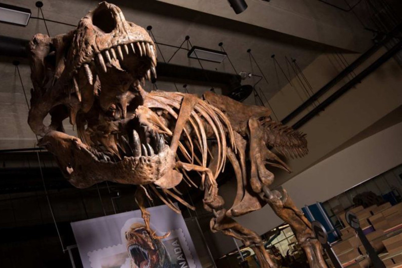 "Scotty" is the world's largest Tyrannosaurus rex and the largest dinosaur skeleton ever found in Canada.
