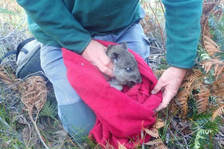 Oldest living wild potoroo found in reserve in Tasmania’s south